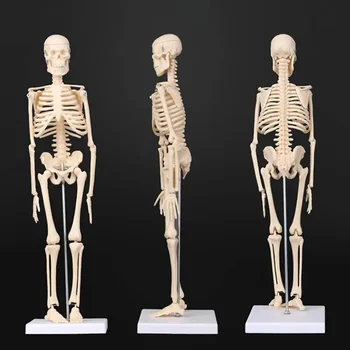 45 см Анатомическая модел на човешкия скелет, наръчник по медицина, Анатомическая модел на човешкия скелет на Едро и в търговията на дребно
