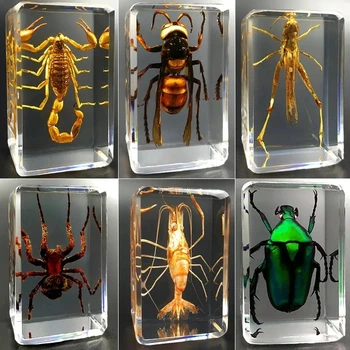 Модел проба на този на насекомите Украшение от прозрачна смола, Паяци, Бръмбари Проба Скорпион Образователна детска играчка за домашен интериор на плавателни съдове